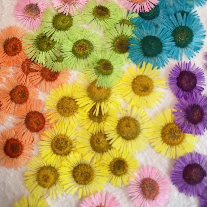 Hot selling Different color Pressed Natural Dried Flower Needle Chrysanthemum For Resin