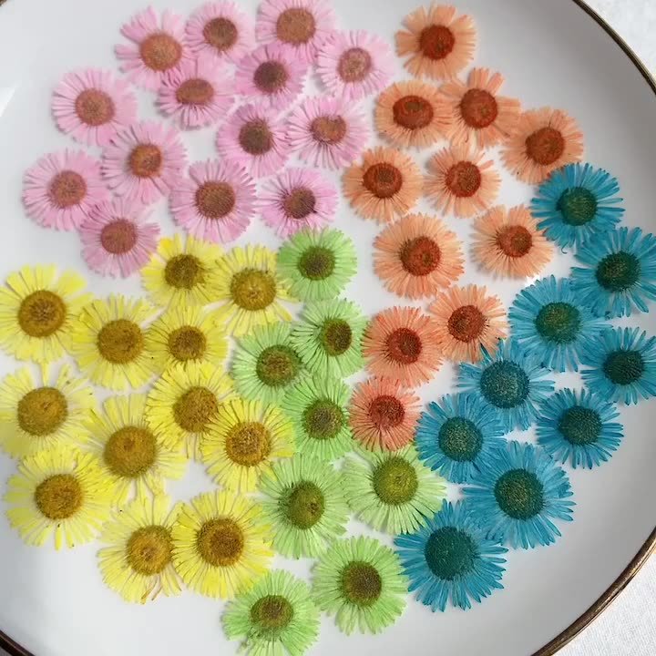 Hot selling Different color Pressed Natural Dried Flower Needle Chrysanthemum For Resin