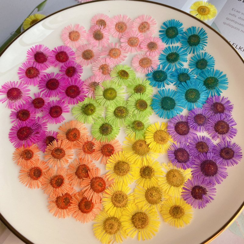 Hot selling Different color Pressed Natural Dried Flower Needle Chrysanthemum For Resin