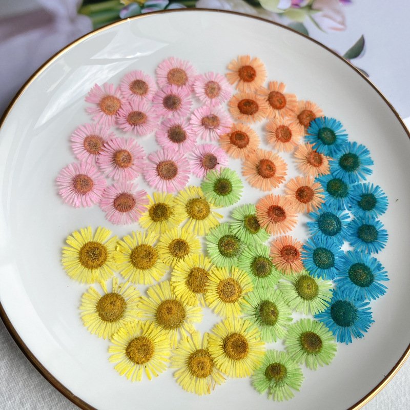 Hot selling Different color Pressed Natural Dried Flower Needle Chrysanthemum For Resin
