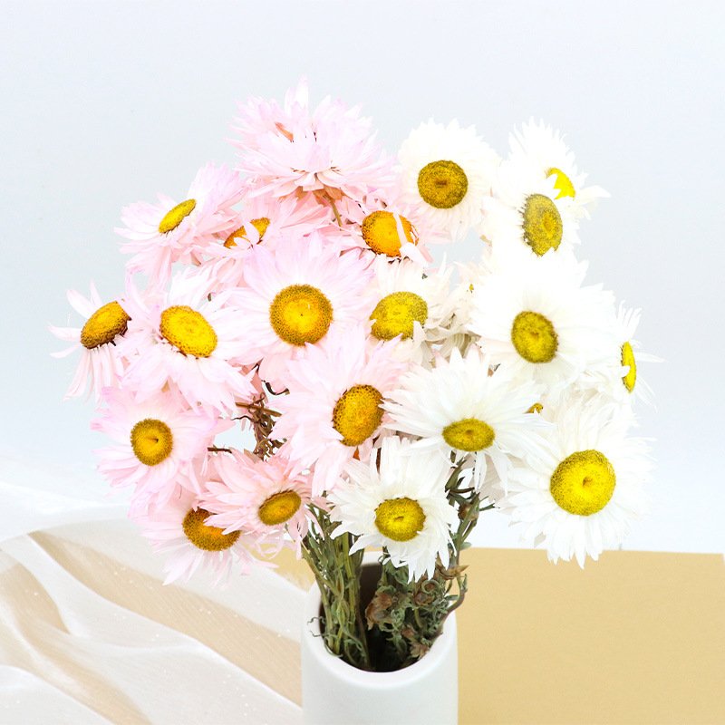 Natural Chrysanthemum Head Dried Flower Mini Chrysanthemum Rhodanthe Daisies Dried Flower Portable and Lightweight Dried Flowers