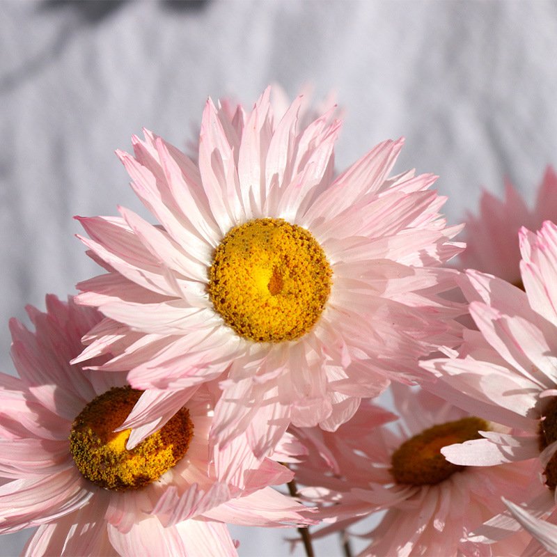 Natural Chrysanthemum Head Dried Flower Mini Chrysanthemum Rhodanthe Daisies Dried Flower Portable and Lightweight Dried Flowers