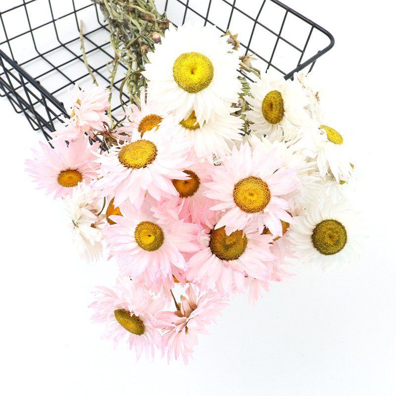 Natural Chrysanthemum Head Dried Flower Mini Chrysanthemum Rhodanthe Daisies Dried Flower Portable and Lightweight Dried Flowers