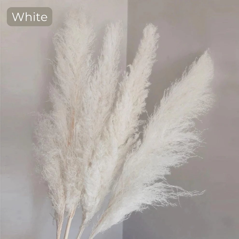 Super Low Prices Large Pampas Natural Dry Flower Dried Pampas Grass For Decoration