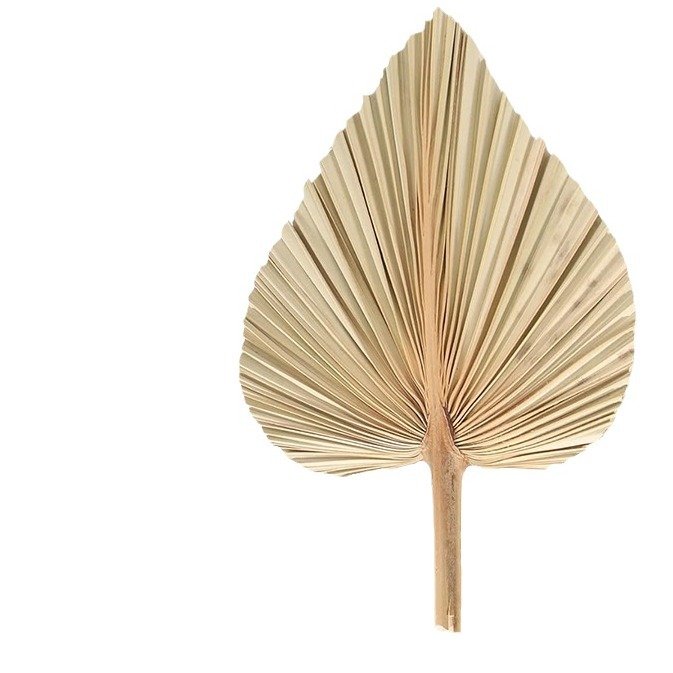 Factory Wholesale Large Livistona Leaf Pure Natural Dried Flower Cattail Fan 44*25cm for Wedding or Home Interior Decoration