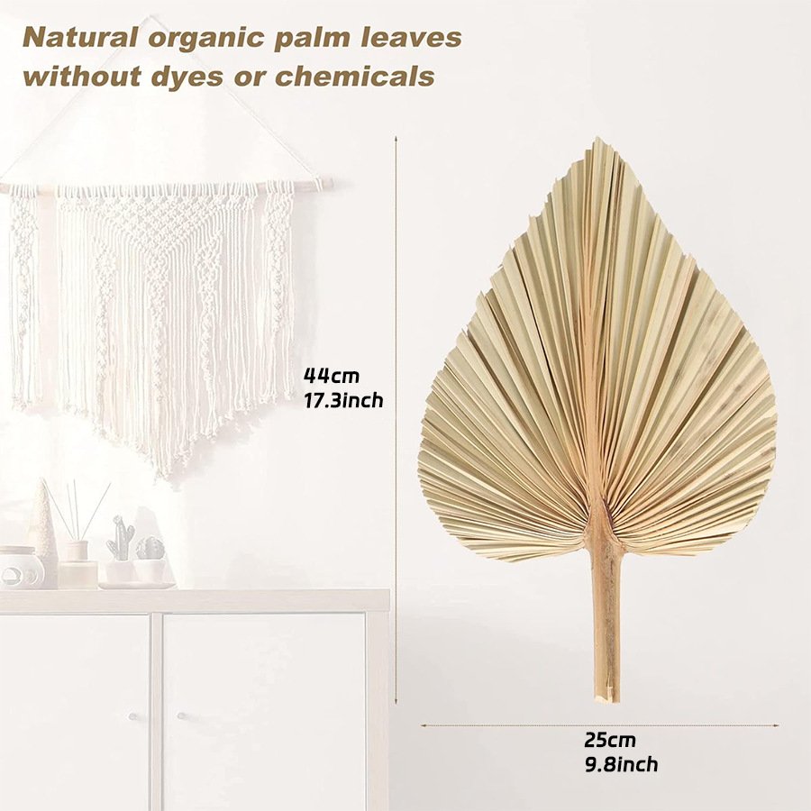 Factory Wholesale Large Livistona Leaf Pure Natural Dried Flower Cattail Fan 44*25cm for Wedding or Home Interior Decoration