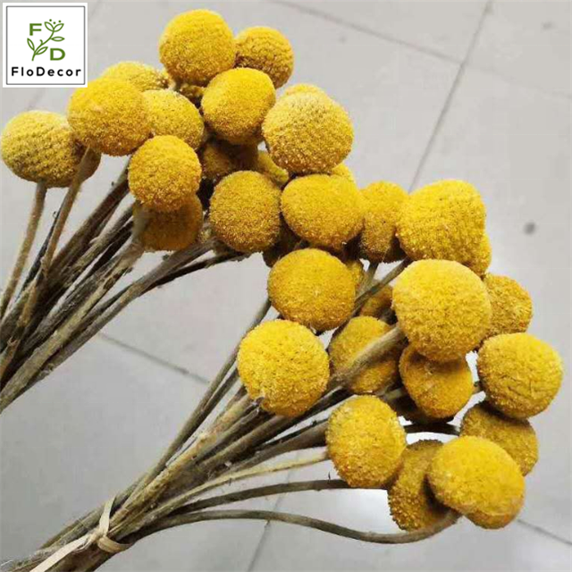 10pcs Per Bundle Natural Yellow Dried Golden Ball Natural Bouquet Dry Flowers for Home Decor Shop Decoration