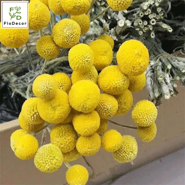 10pcs Per Bundle Natural Yellow Dried Golden Ball Natural Bouquet Dry Flowers for Home Decor Shop Decoration