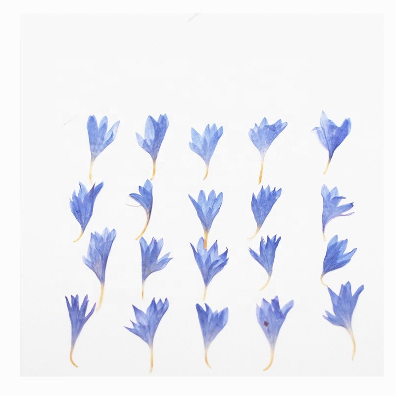 MNR1942 mini size dried pressed flower petals for DIY materials