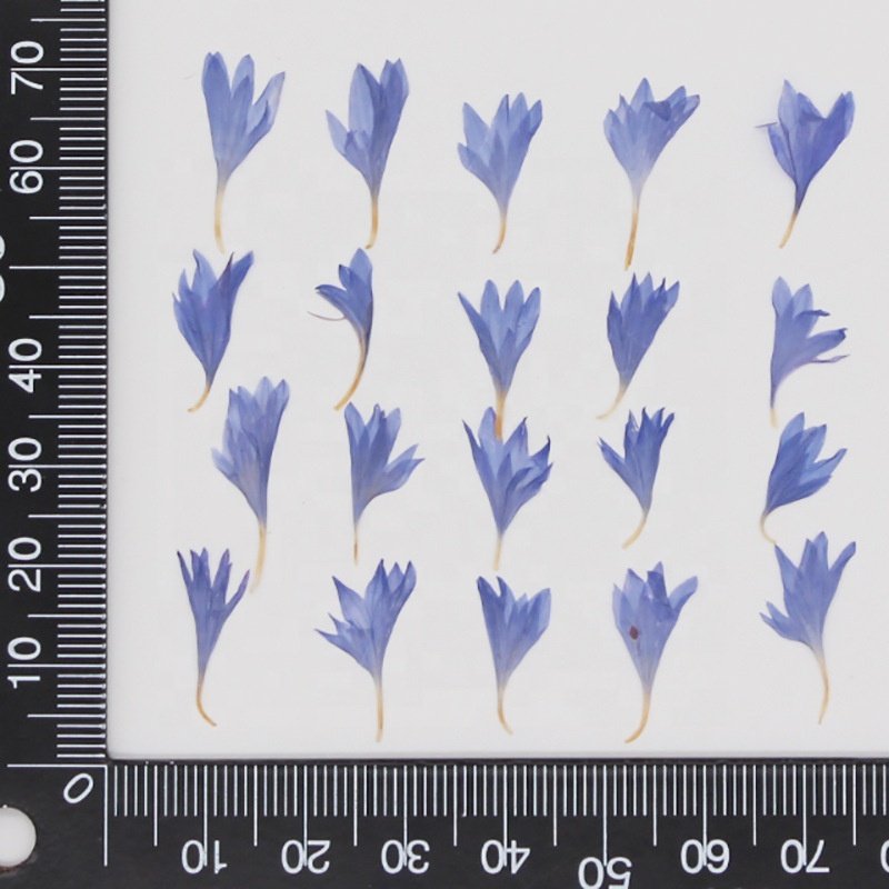MNR1942 mini size dried pressed flower petals for DIY materials