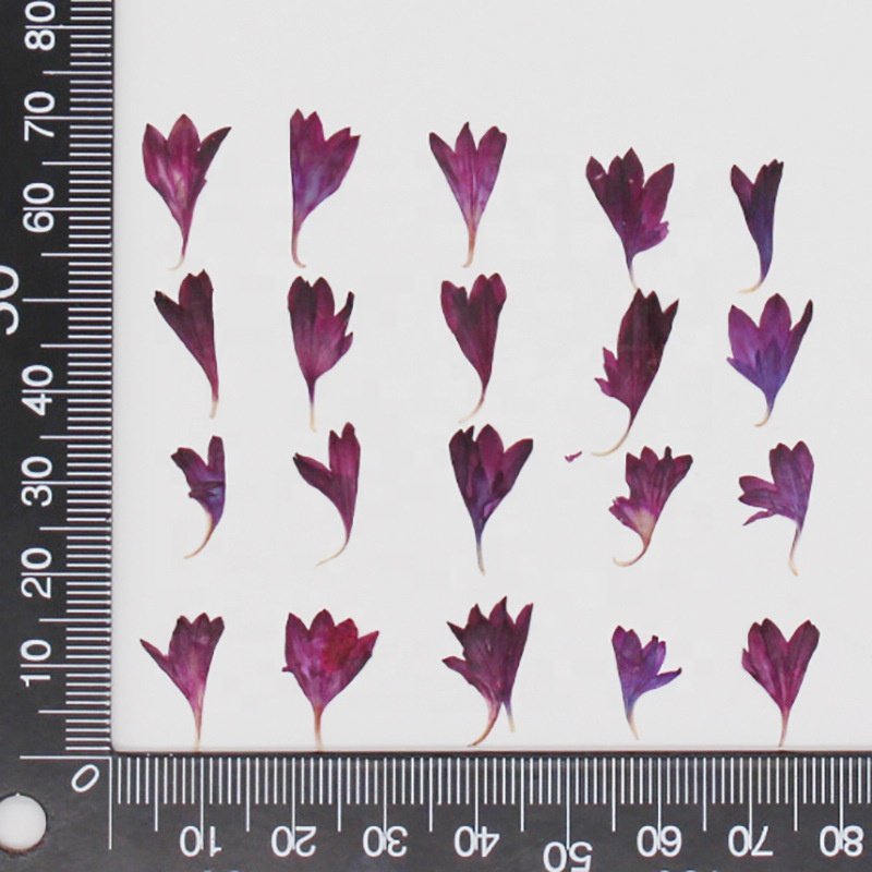 MNR1942 mini size dried pressed flower petals for DIY materials