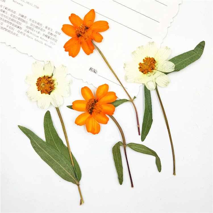 Zinnia Dried Elegant Zinnia with Branched Stem Pressed Flower Plant Specimen Mobile Phone Case Sticker Art