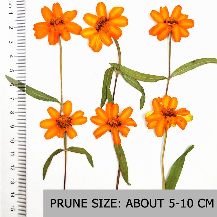 Zinnia Dried Elegant Zinnia with Branched Stem Pressed Flower Plant Specimen Mobile Phone Case Sticker Art