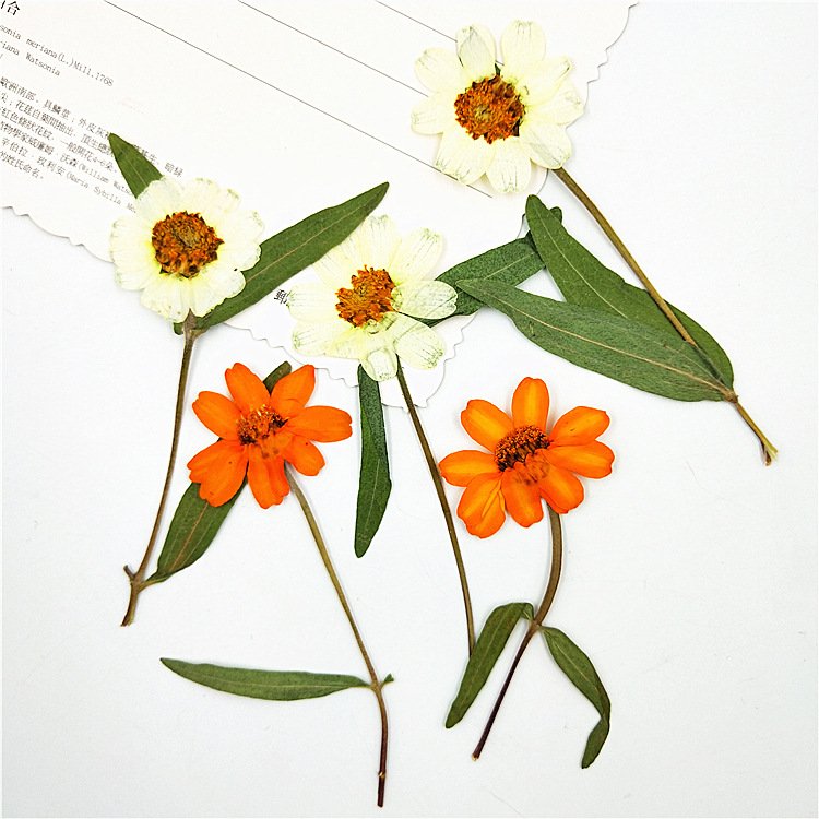Zinnia Dried Elegant Zinnia with Branched Stem Pressed Flower Plant Specimen Mobile Phone Case Sticker Art