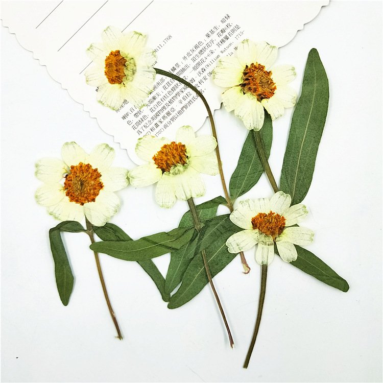 Zinnia Dried Elegant Zinnia with Branched Stem Pressed Flower Plant Specimen Mobile Phone Case Sticker Art