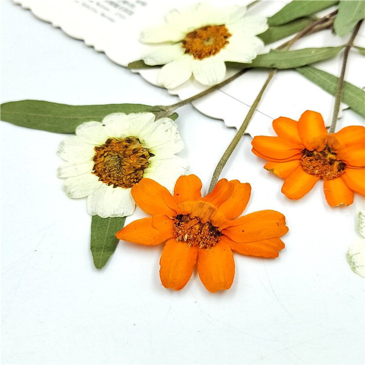 Zinnia Dried Elegant Zinnia with Branched Stem Pressed Flower Plant Specimen Mobile Phone Case Sticker Art
