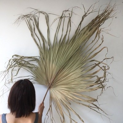 Natural Color Dried Flower Big Dried Palm Leaves For Wedding Decoration Flower