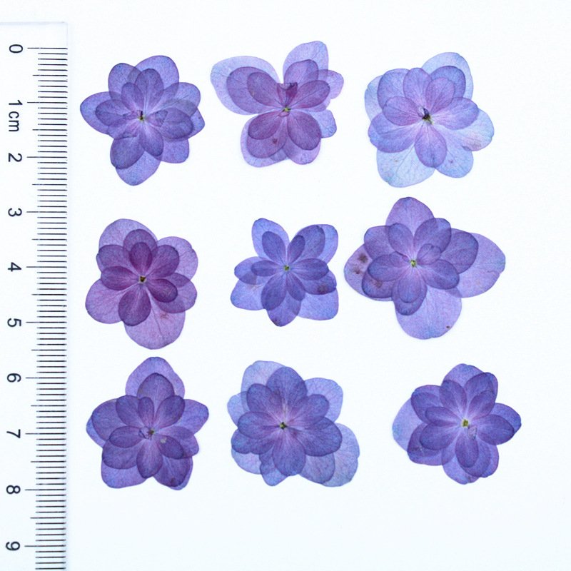 Light Purple Pressed Dried Flowers Double Hydrangea for Resin Craft Candle Making Decoration DIY Phone Shell