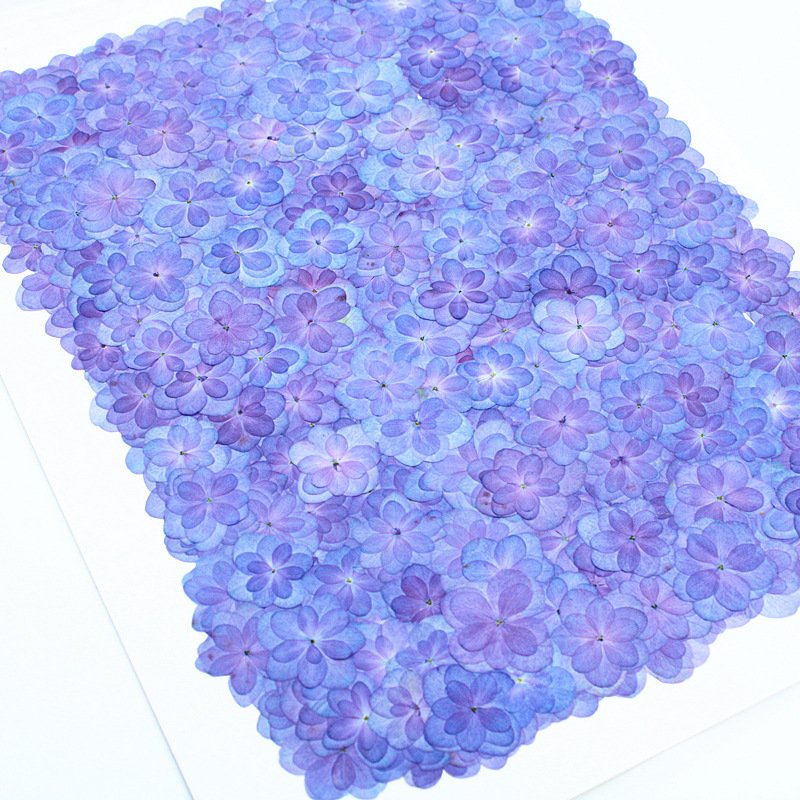 Light Purple Pressed Dried Flowers Double Hydrangea for Resin Craft Candle Making Decoration DIY Phone Shell