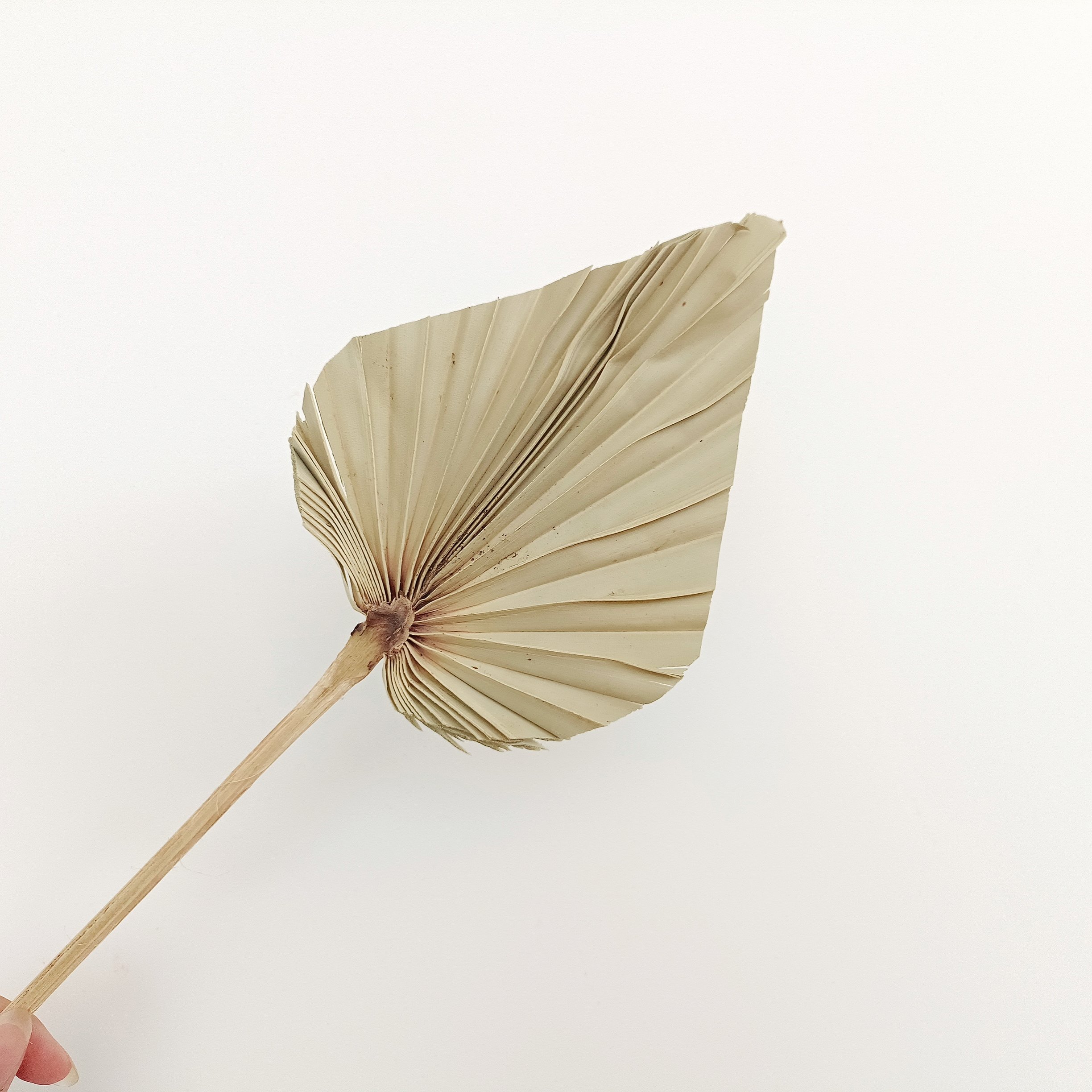 2024 most popular dried palm leaves palm leaves palm leaf Decorative Flowers for Home Decoration