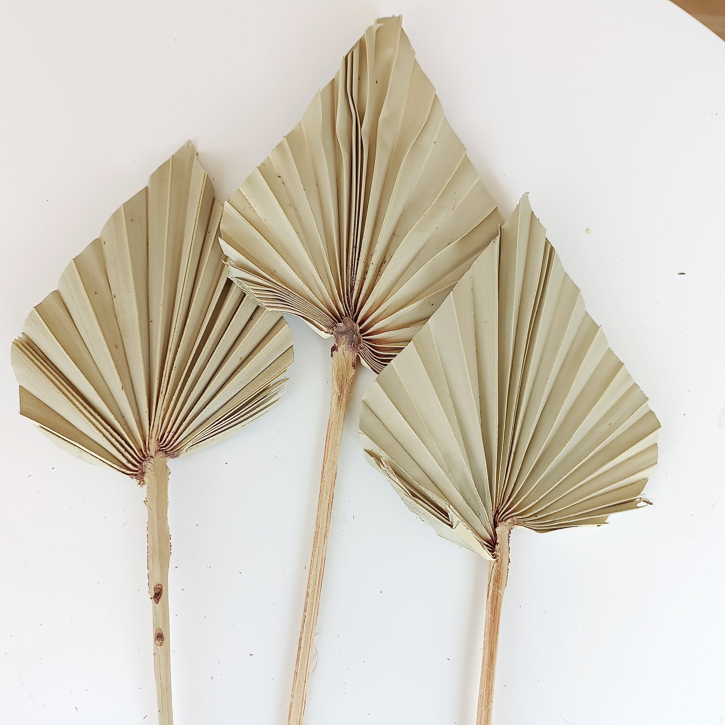 2024 most popular dried palm leaves palm leaves palm leaf Decorative Flowers for Home Decoration