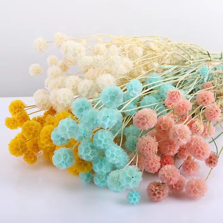 The hot selling flowers Wholesale dried windmill fruit flower for home decor/for wedding decoration and flower arrangement