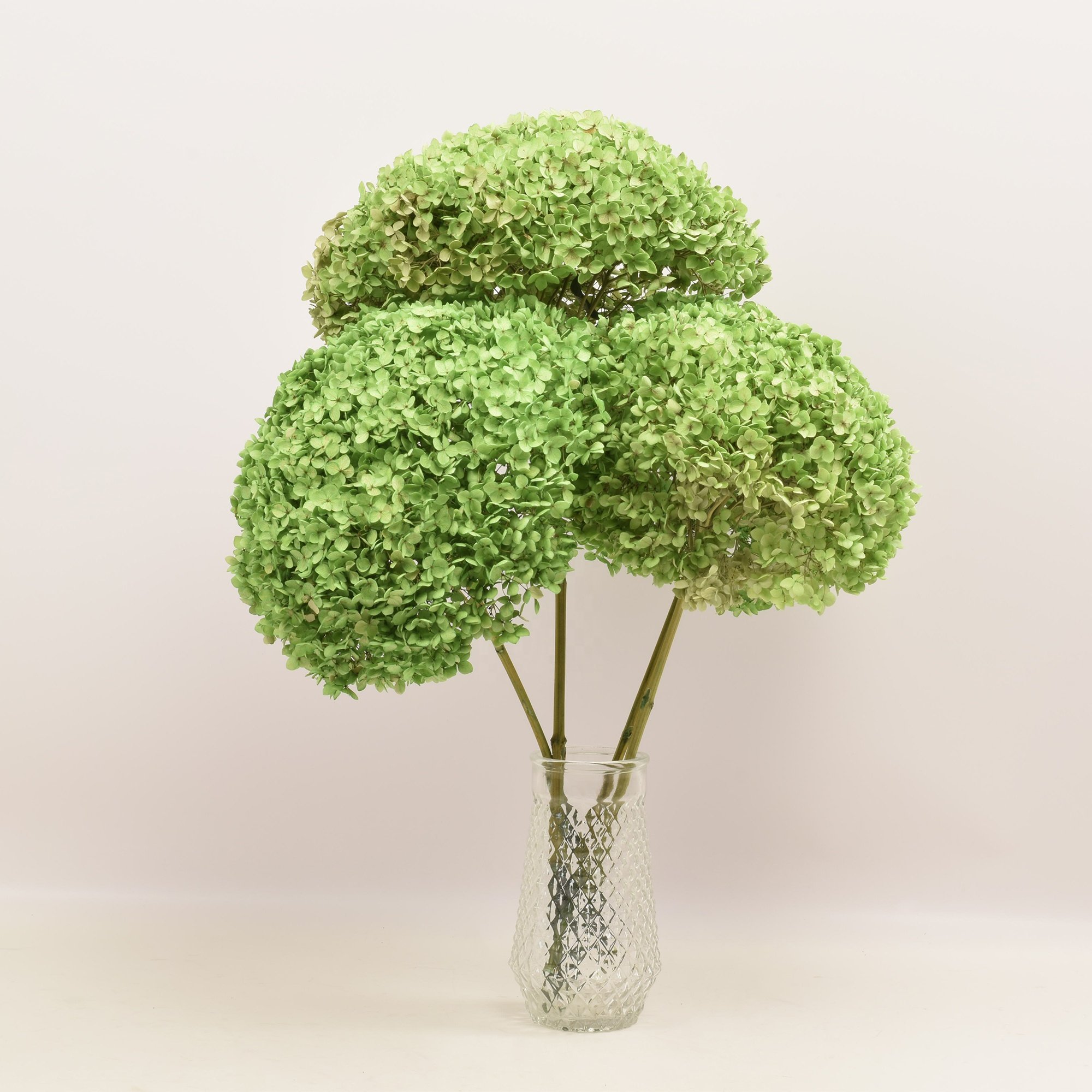 HFlora big petal natural dried flower real touch preserved hydrangea flower