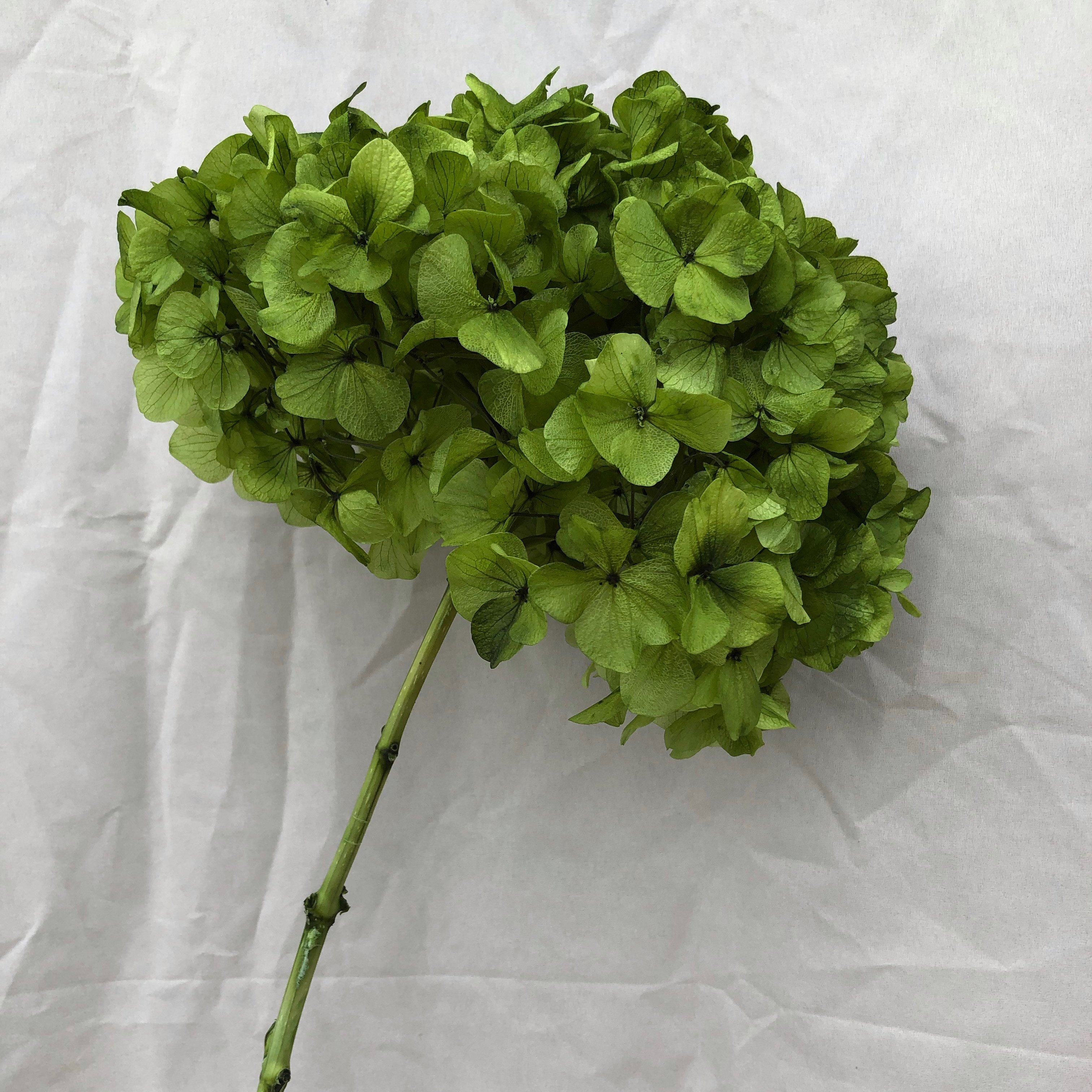 Wedding Flower Supplier Large Leaf Stem Hydrangea Flower Decorative Realistic Retro Hydrangea Preserved Black Eternal Flower