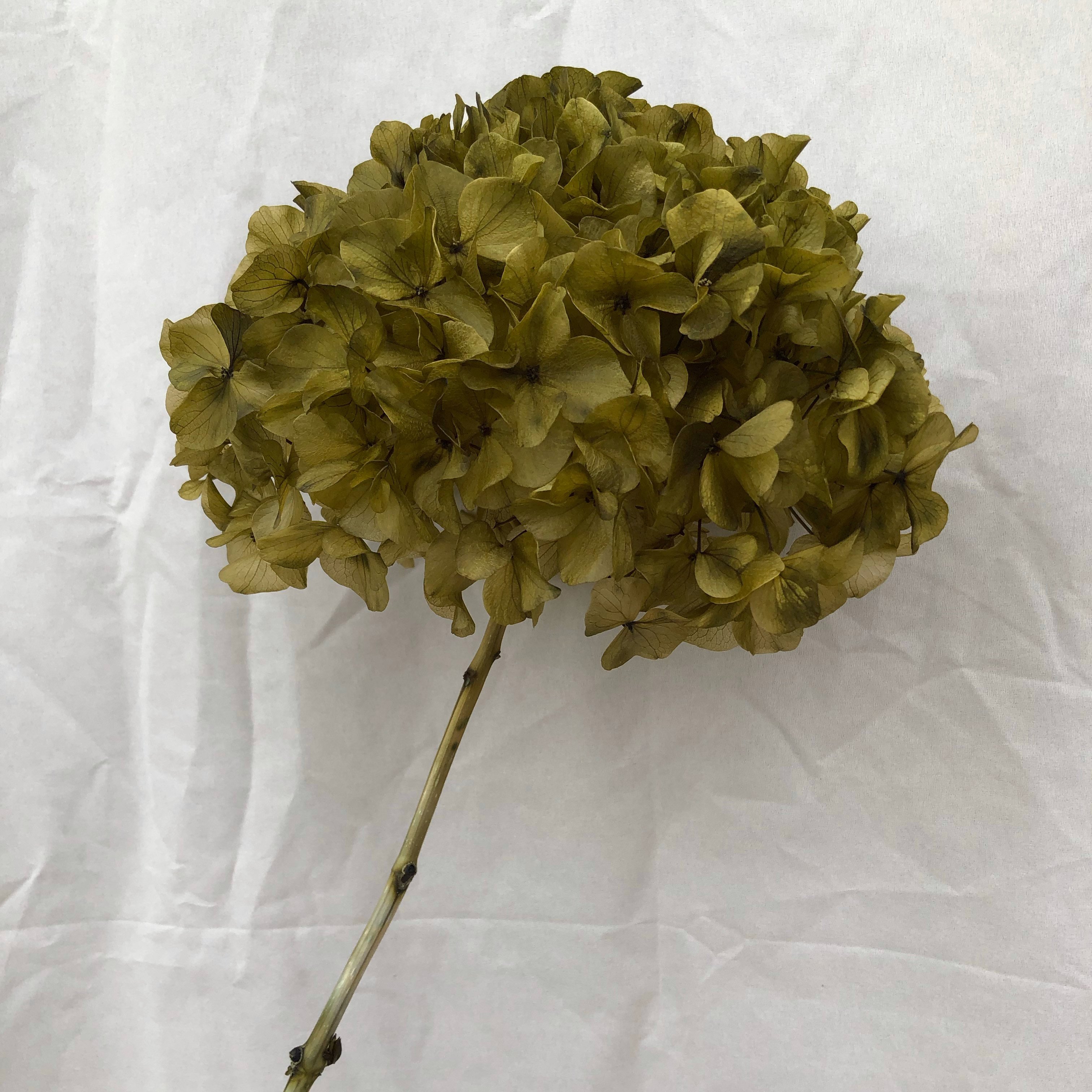 Wedding Flower Supplier Large Leaf Stem Hydrangea Flower Decorative Realistic Retro Hydrangea Preserved Black Eternal Flower