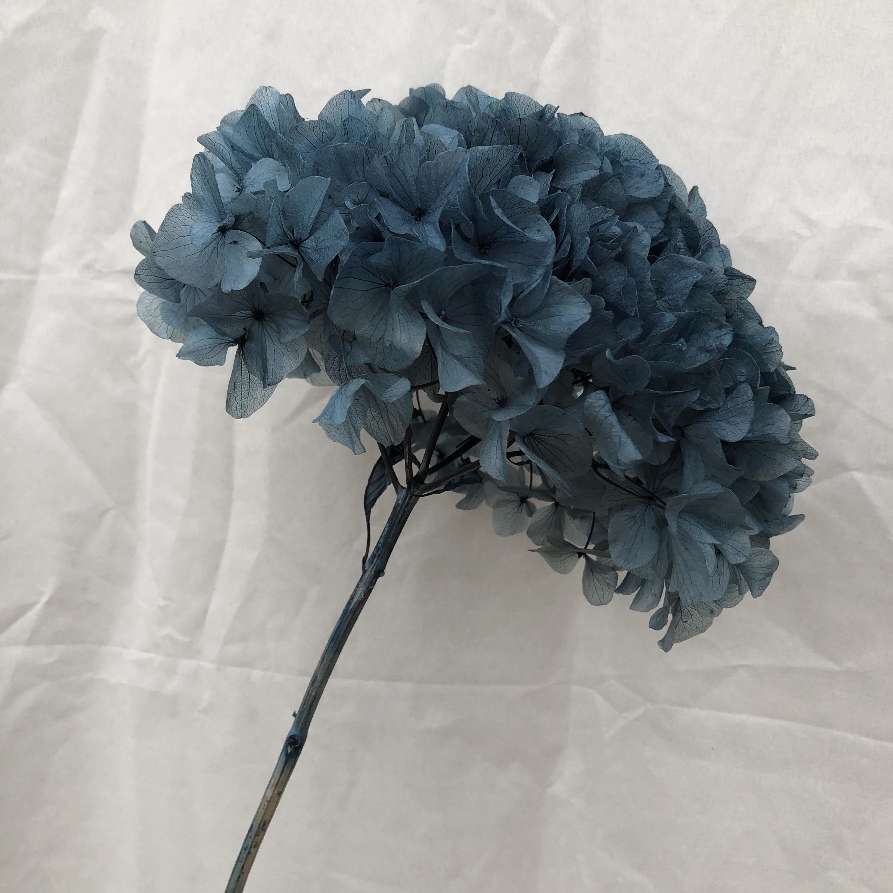 Wedding Flower Supplier Large Leaf Stem Hydrangea Flower Decorative Realistic Retro Hydrangea Preserved Black Eternal Flower