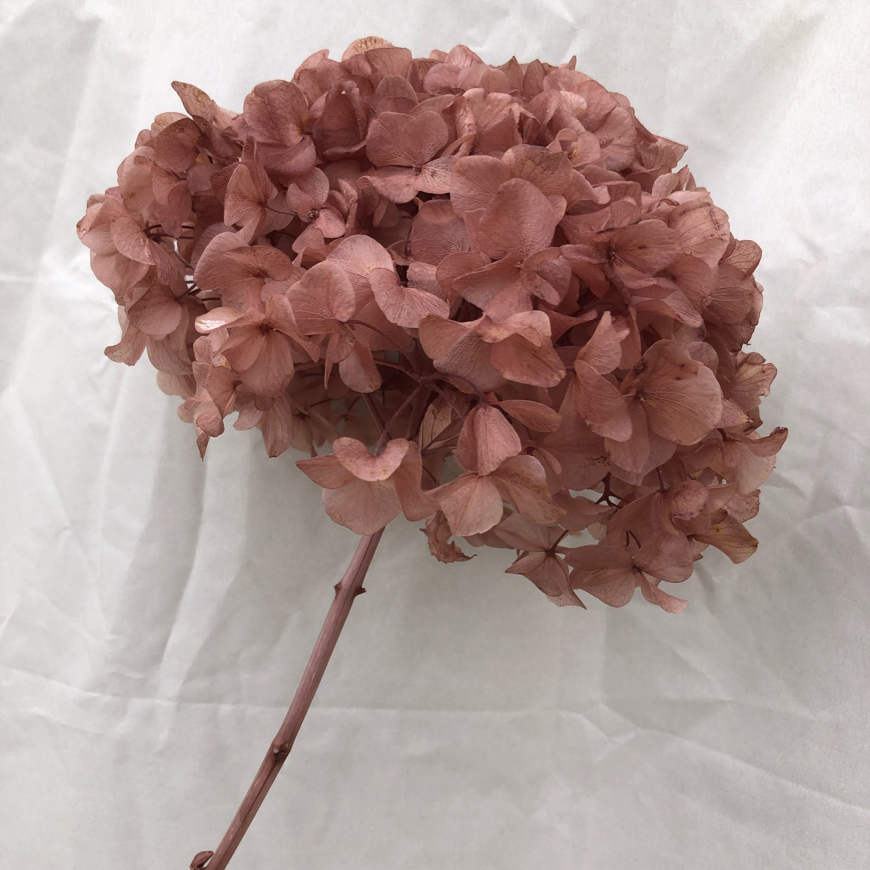 Wedding Flower Supplier Large Leaf Stem Hydrangea Flower Decorative Realistic Retro Hydrangea Preserved Black Eternal Flower