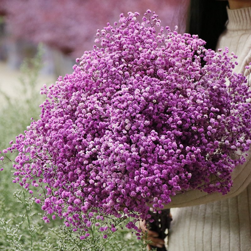 Factory Wholesale dried Natural Dried baby breath flower for wedding home party decor