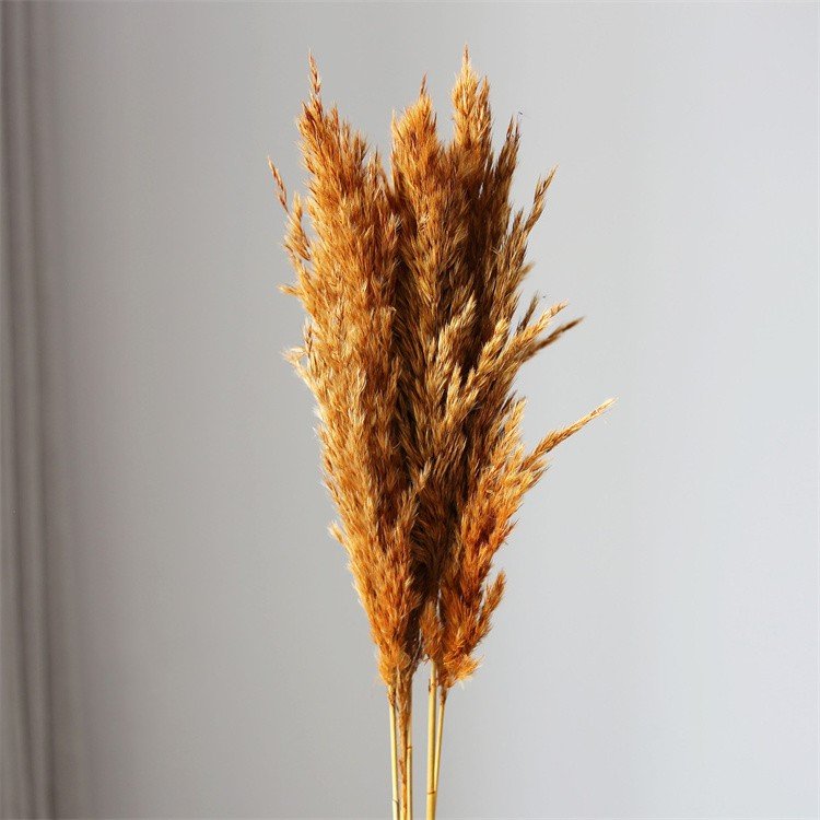 Boho Wedding Decoration Large Plume Natural Dried Flowers Pampas Grass