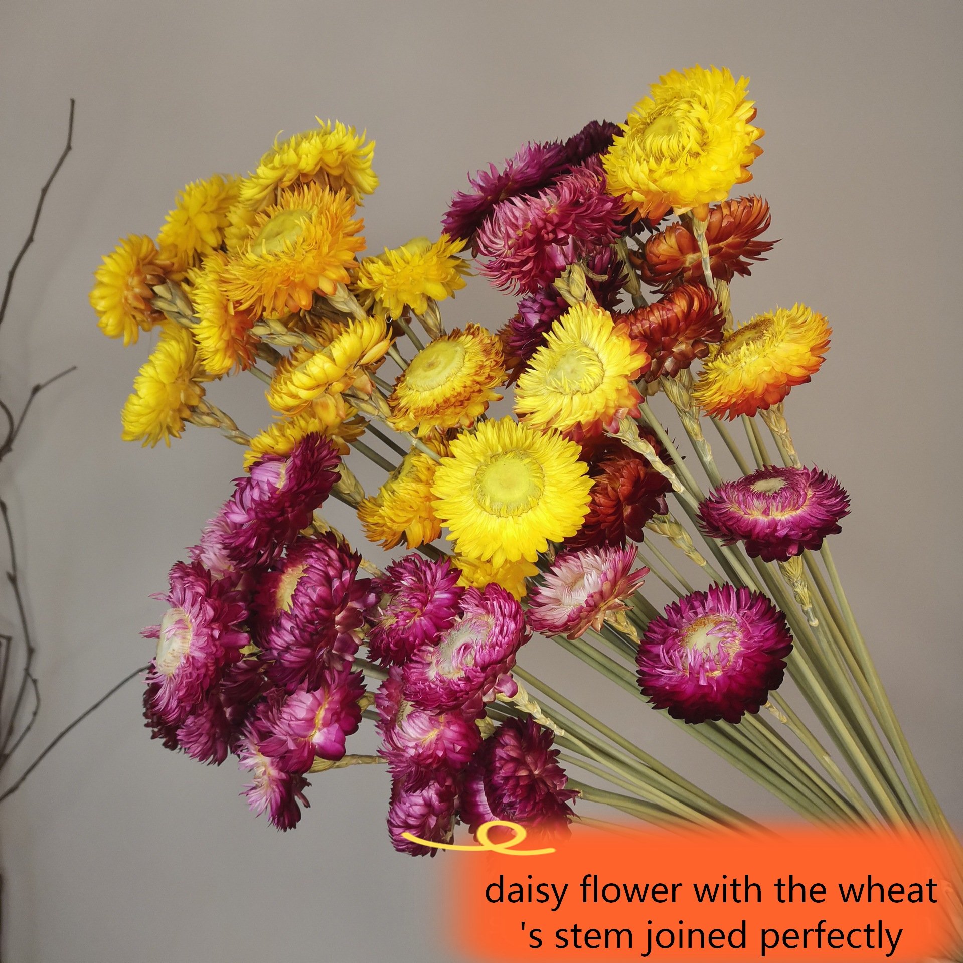 Dried natural daisy straw flower colorful chrysanthemum Helichrysum bracteatum bouquet, for decoration
