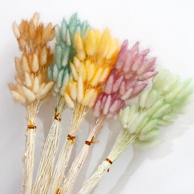 GH-053 white pink hare tail grass lagurus ovatus rabbitail herb naturel pampas grass bunny tails dried flowers grass decor