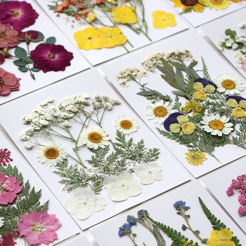 MNR2011 Mixed pressed dried flowers Grass Crafts Art Natural Dry Pressed Flowers For Resin Makeup
