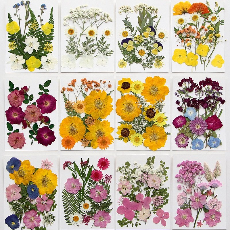 MNR2011 Mixed pressed dried flowers Grass Crafts Art Natural Dry Pressed Flowers For Resin Makeup