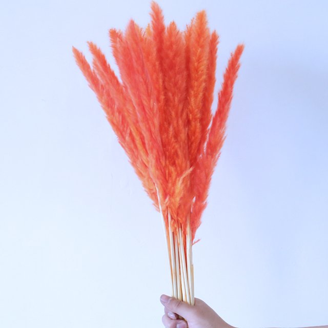 factory wholesale Eternal reed natural dried pampas centerpieces decorative Home window decoration INS shooting props