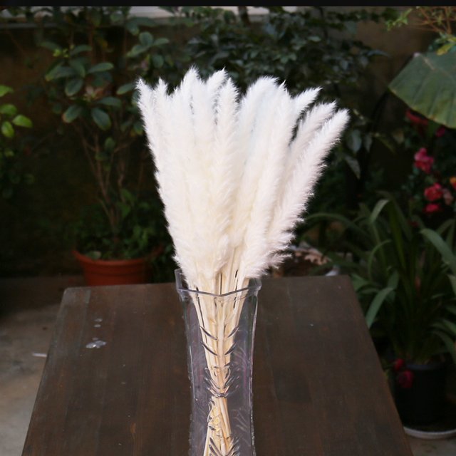 factory wholesale Eternal reed natural dried pampas centerpieces decorative Home window decoration INS shooting props