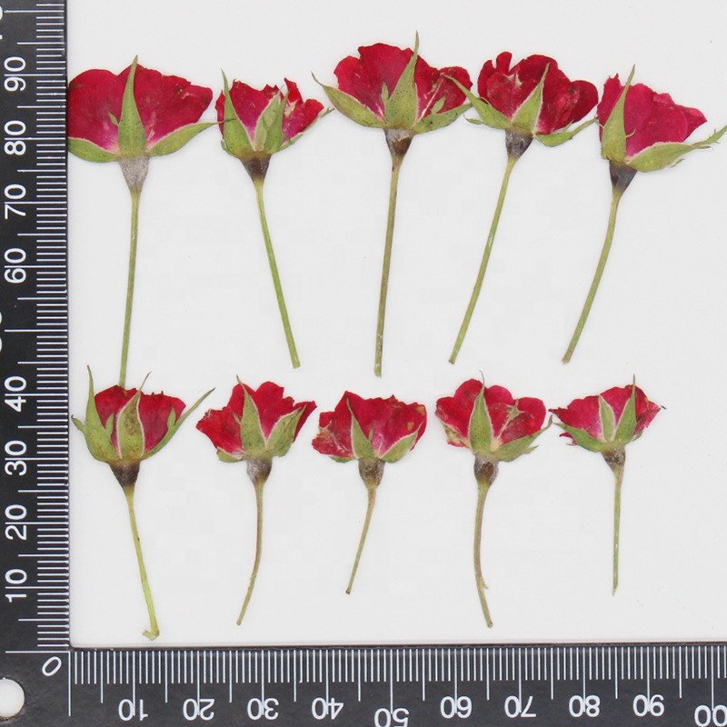 hotsale Dried flowers small pressed rose flowers with stem for DIY Phone Case Nail Art resin Postcard candle making decoration
