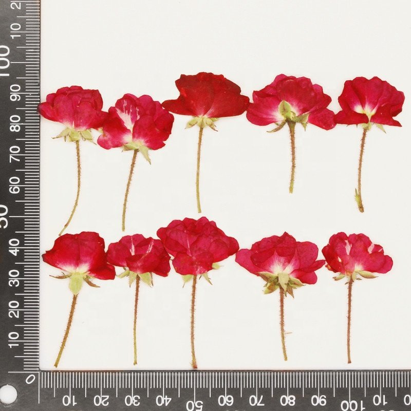 hotsale Dried flowers small pressed rose flowers with stem for DIY Phone Case Nail Art resin Postcard candle making decoration