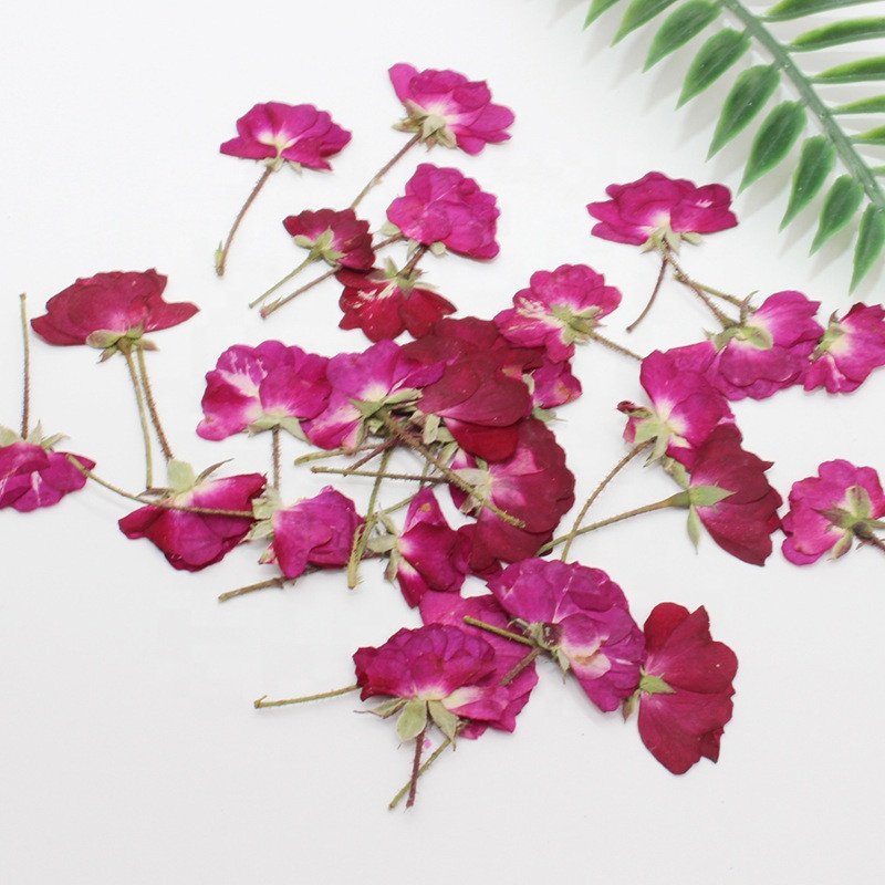 hotsale Dried flowers small pressed rose flowers with stem for DIY Phone Case Nail Art resin Postcard candle making decoration