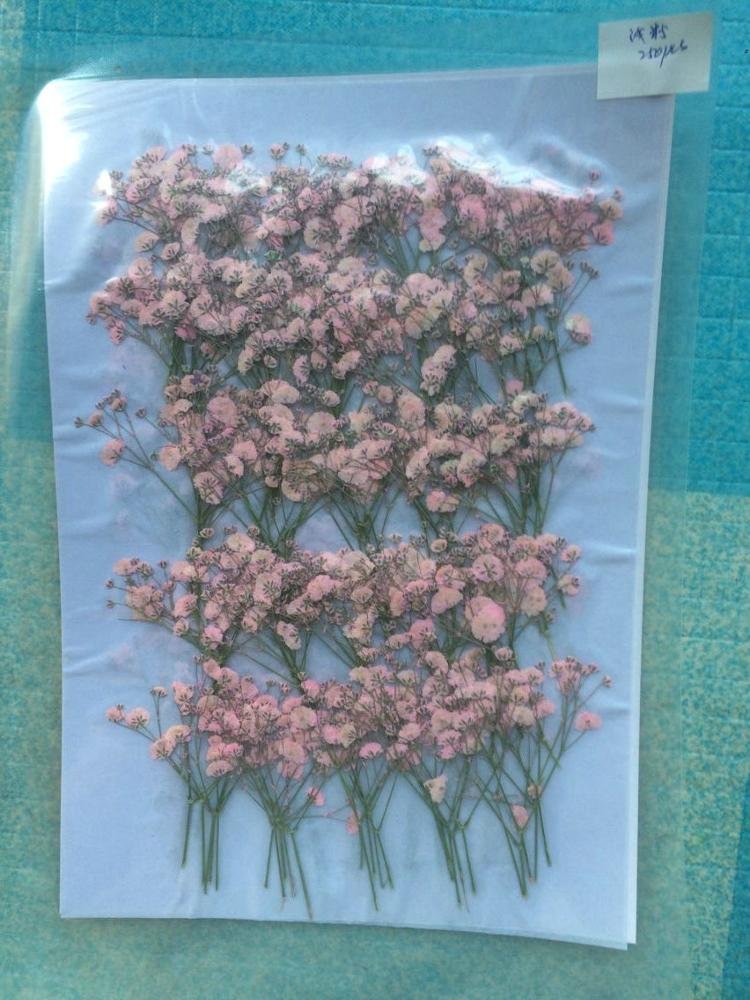 Real Dried Pressed Flower, Babysbreath
