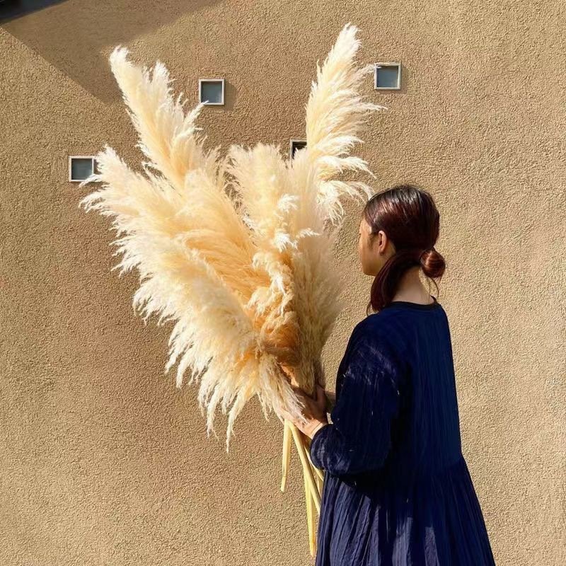 Wholesale Decor Flower Wed Large Plume Dried Pampas Natural Real Preservatives Flower Dried Pampas Grass For Ins Decoration