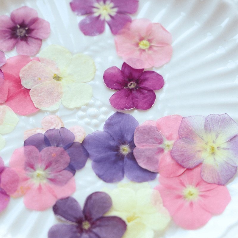 MNR1983 Real Dried Pressed Flowers Leaves Petals for Art Floral Decors Nail Pendant Crafts