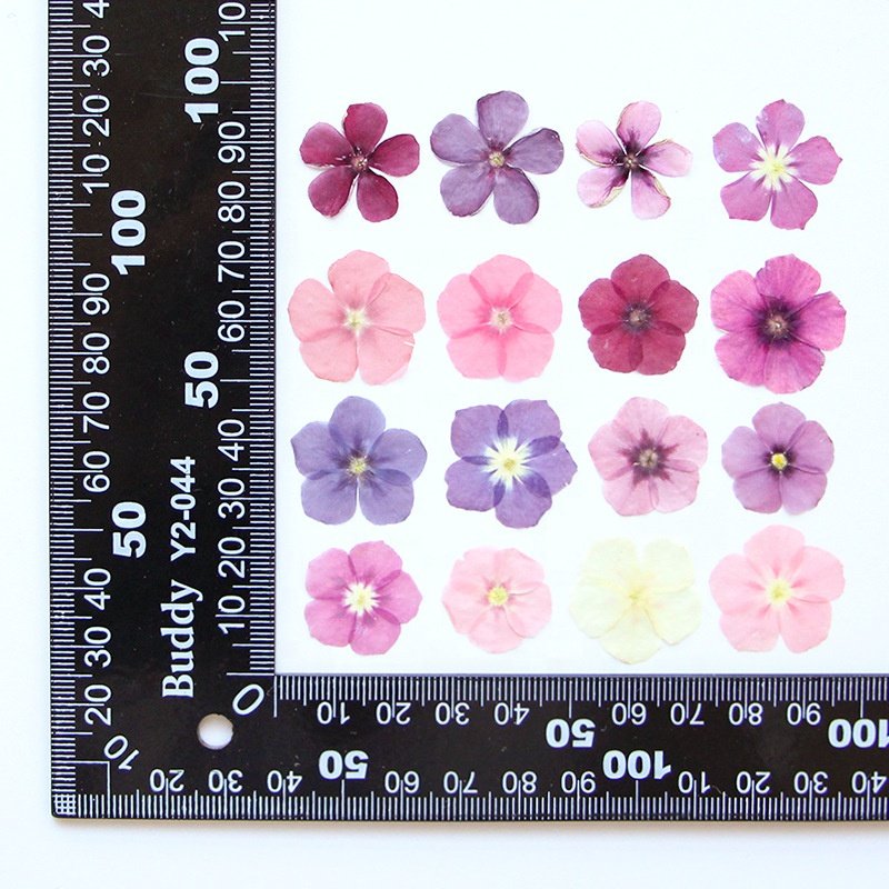 MNR1983 Real Dried Pressed Flowers Leaves Petals for Art Floral Decors Nail Pendant Crafts