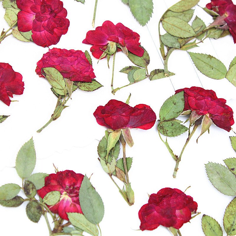 DIY Rose Press Ideas Pressed Rose with Stem Bud Dried Flower Embossing Plants Specimen Epoxy Aroma Frame