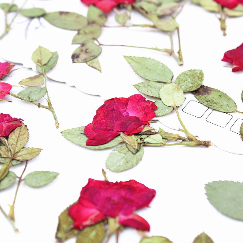 DIY Rose Press Ideas Pressed Rose with Stem Bud Dried Flower Embossing Plants Specimen Epoxy Aroma Frame