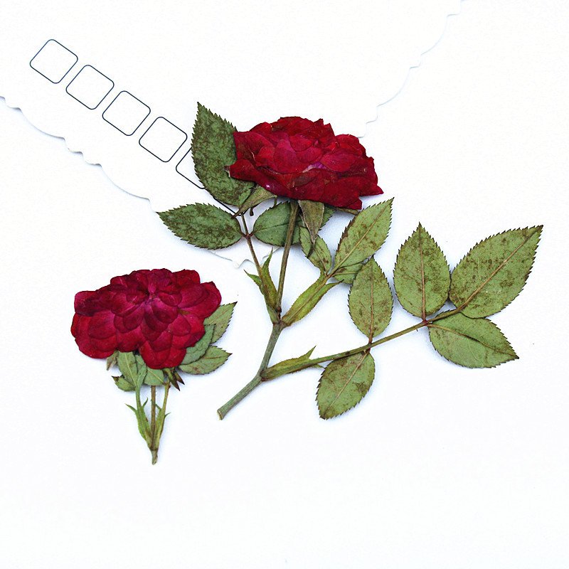 DIY Rose Press Ideas Pressed Rose with Stem Bud Dried Flower Embossing Plants Specimen Epoxy Aroma Frame