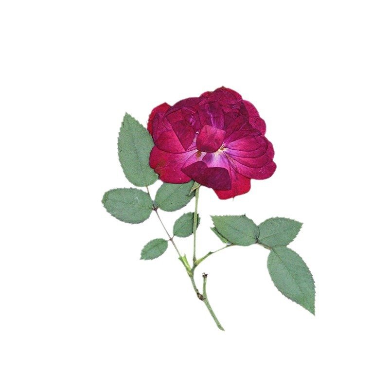 DIY Rose Press Ideas Pressed Rose with Stem Bud Dried Flower Embossing Plants Specimen Epoxy Aroma Frame